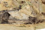 Dinosaur Tendons and Bones in Sandstone - Wyoming #228358-6